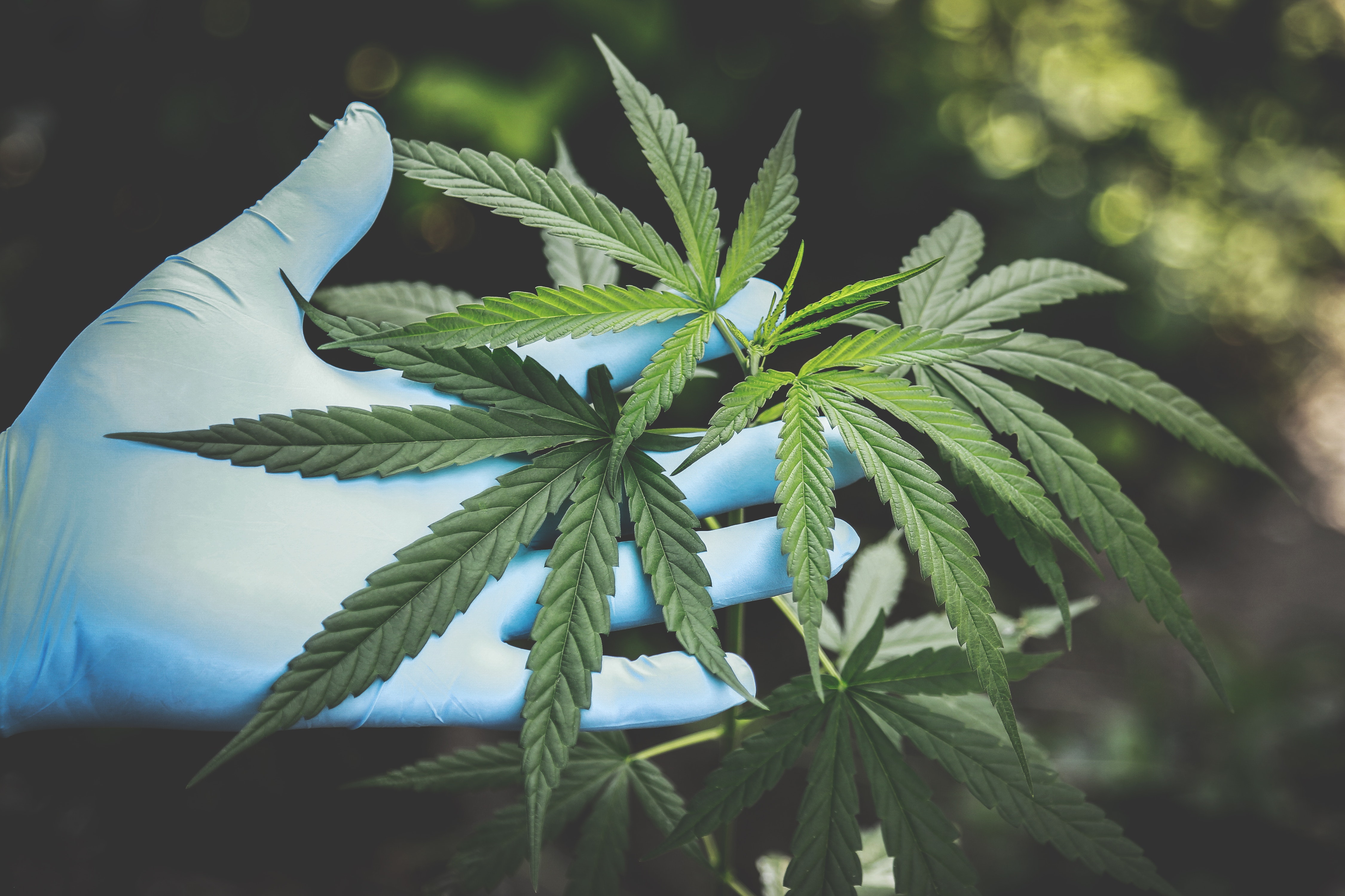 A gloved hand gently holding a cannabis plant, symbolizing medical marijuana cultivation or examination, with a blurred natural background suggesting an outdoor setting.