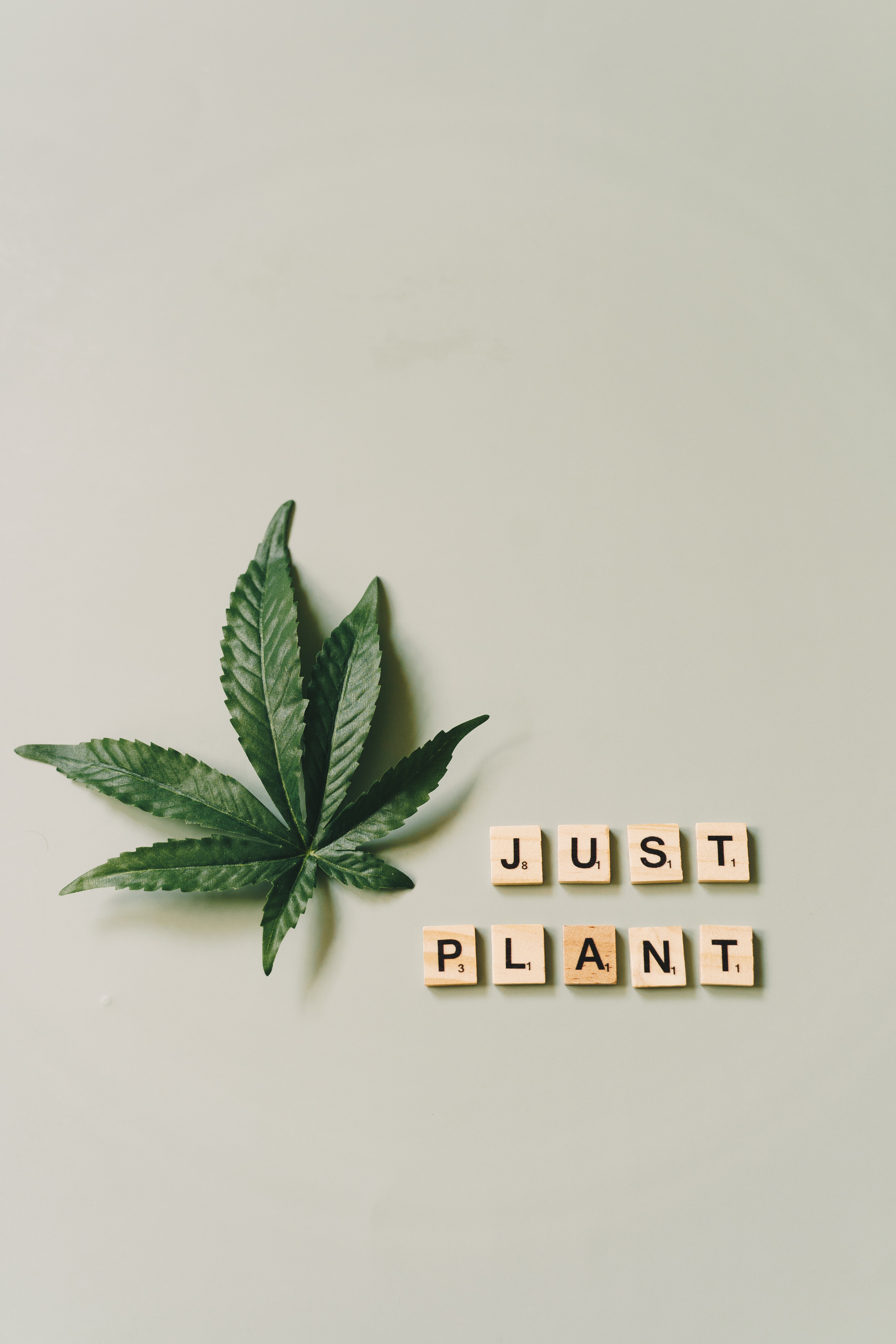 A single cannabis leaf next to letter tiles spelling out 'JUST PLANT' on a plain background, representing the shift in perception and legal status of marijuana following Proposition 207 in Arizona.