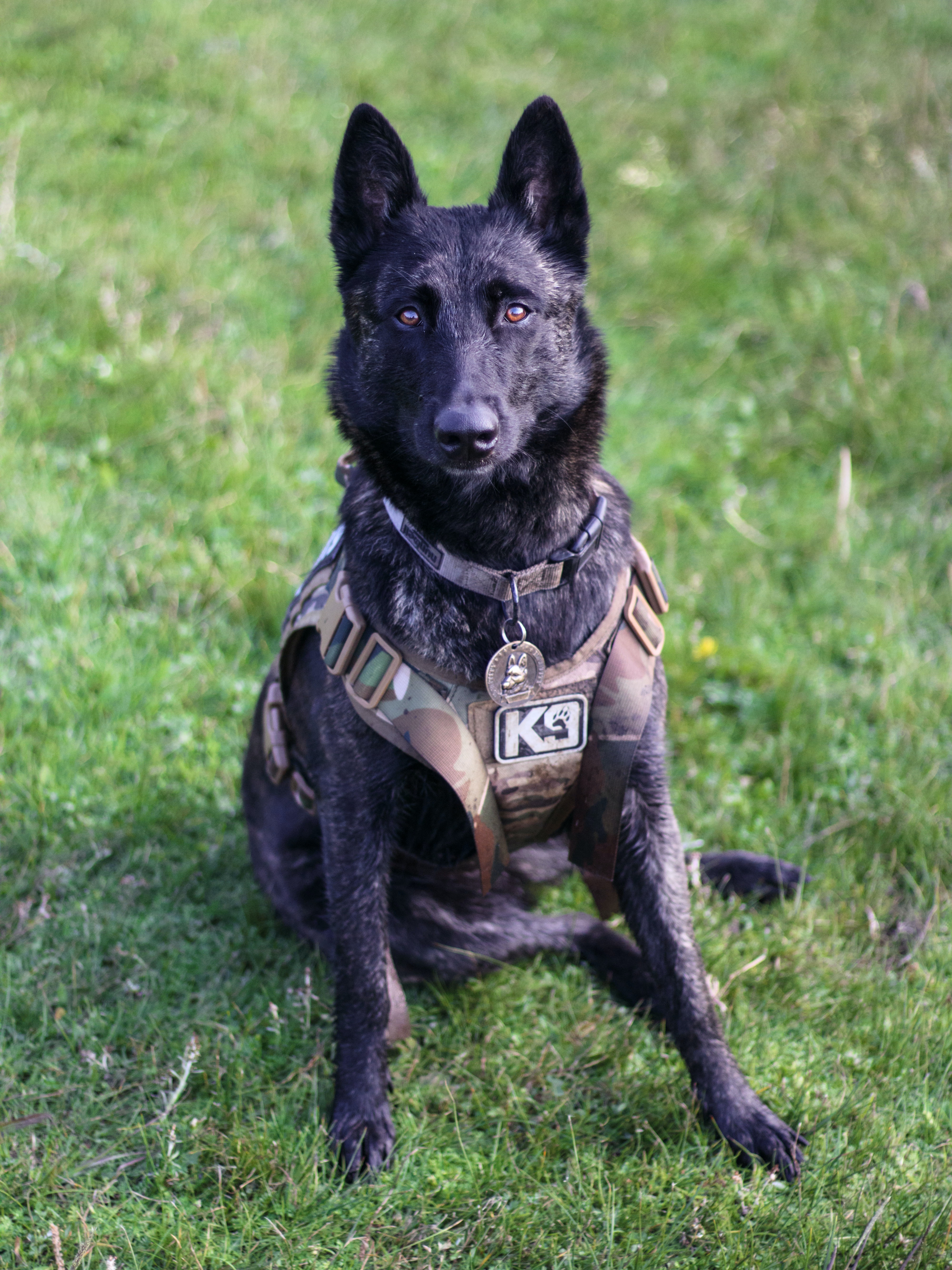 A K9 police dog sitting on grass, wearing a service vest, potentially illustrating law enforcement themes in the context of the legal case Rodriguez v. United States.