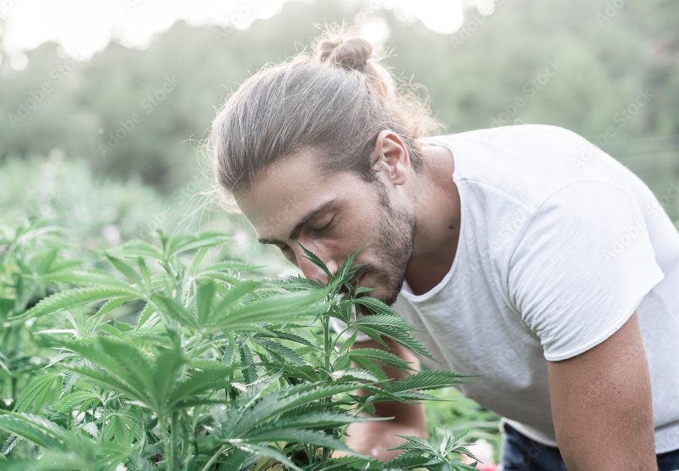 Man closely inspecting cannabis plants in a garden, symbolizing the topic of marijuana scent and its legal implications regarding probable cause in Arizona.