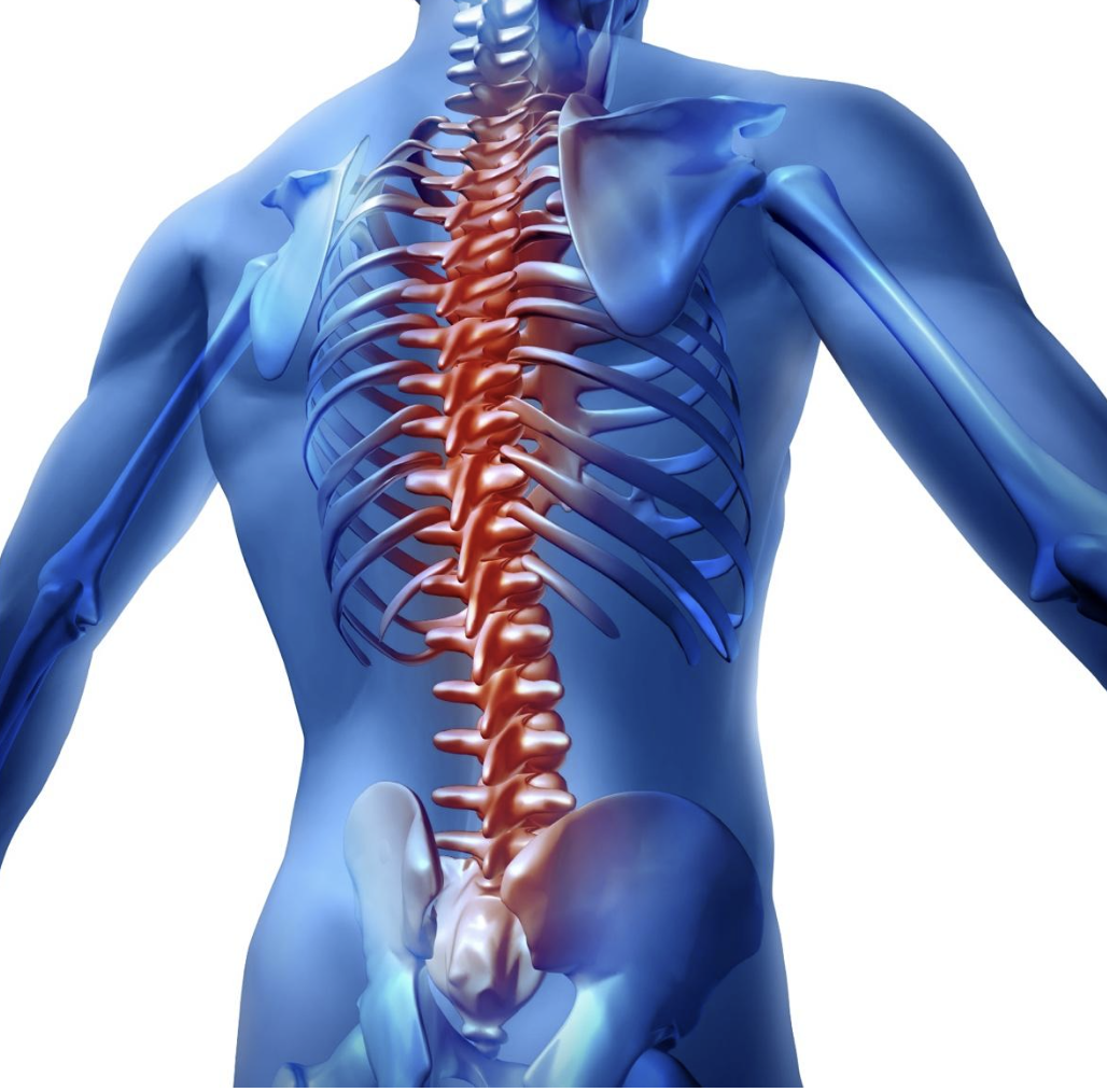 3D medical illustration of a human torso with a highlighted spine, indicating spinal injury which is commonly associated with car accidents.